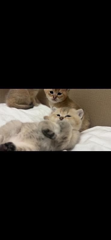 pişik pişik: Britan, Dişi — 5