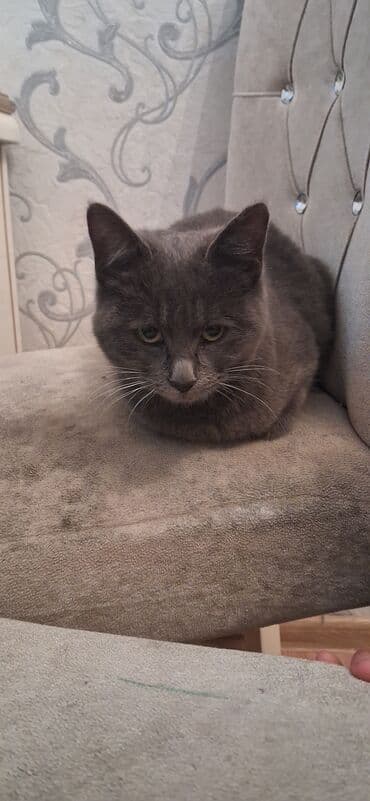 золотая шиншилла котенок: Британская, Самка, В добрые руки, Платная доставка — 4