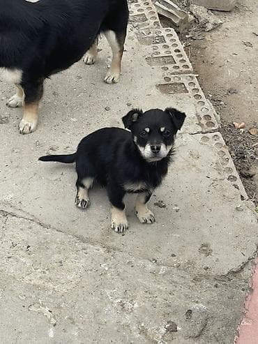 it qiz seksi: Peyvəndli — 1