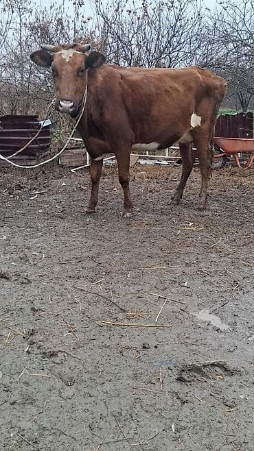 Inəklər, öküzlər: Dişi, Simental, il: 4, Ünvandan götürmə — 1