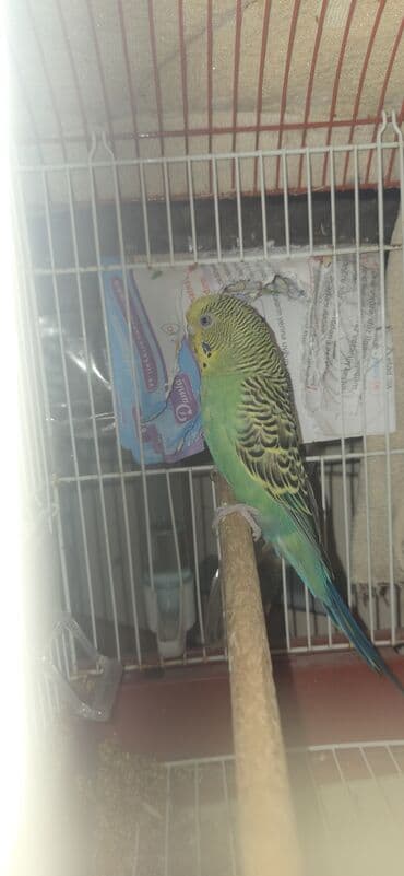 отдам в добрые руки: Tam sağlam dişi quşdur 2 ildən yuxarıdır ki mende dir bala vaxtından — 2