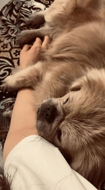Pekines — 2