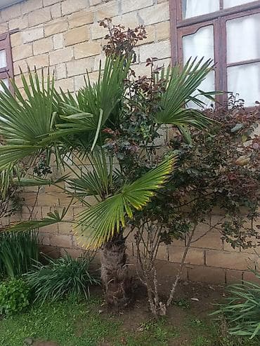 qapi pencere plastik: Xurmayı xatırladan dekorativ palma ağacı – Trachycarpus fortunei (Fan — 5