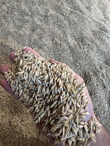 heyvan: Arpa – qarışıq yemlik/çör-dənlik 50 ton arpa satılır çatdırılma — 6
