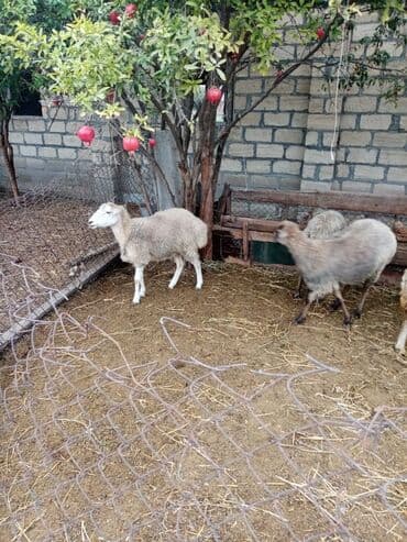 cins inekler: Qoyun sürüsü – müxtəlif rəng və yaşlarda - Şəkillərdə təsvir olunan — 4