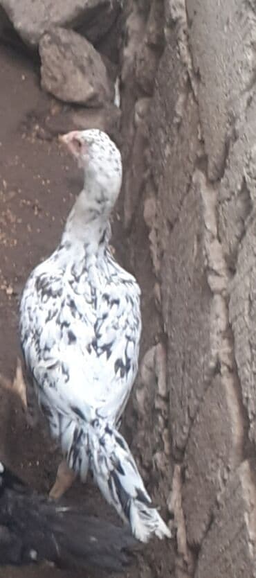 memar canlılar arı pətəyi: Toyuq, Damazlıq, Ünvandan götürmə — 1