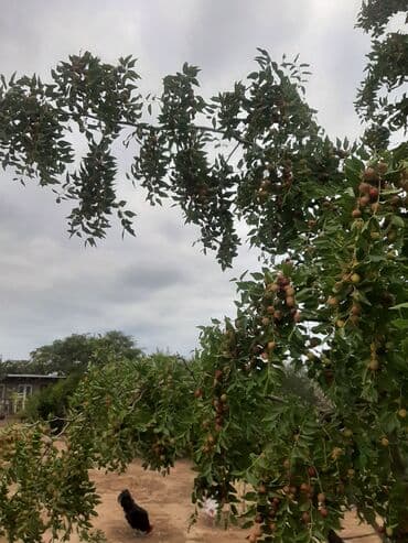 leylandra ağacı: İydə və innab tingləri .Ünvan Bilgəh.Razılaşma yolu ilə.Ağacların — 6