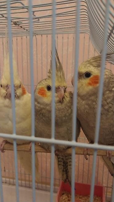 Tutuquşları: Nimfa (Cockatiel) tutuquşuları – 3 ədəd Xüsusiyyətlər: - Növ: Nimfa — 1
