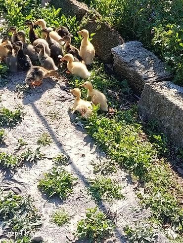 Сельхоз птицы: Pekin qışqıran qarışıq ördək balaları.biri 2.50. hamsini goturene — 2