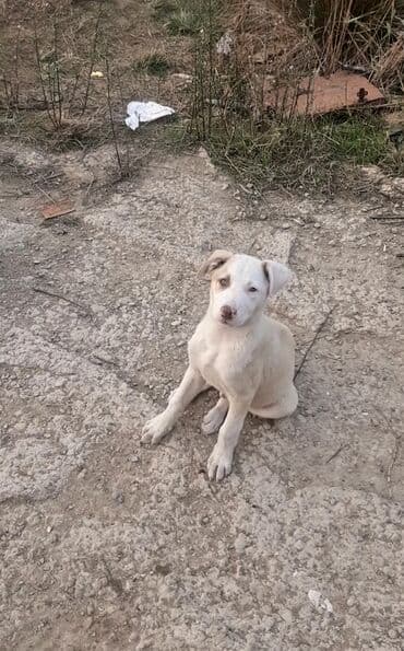 itlərin qiyməti: 2 ay, Erkek, Pulsuz çatdırılma — 14