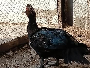 rengli quslar: Qiymət dişilərə aitdir. təmiz qan qara zümrüdü erkek 45 Lavanda — 2