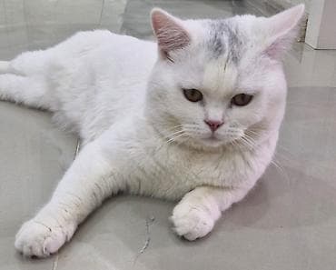 Şinşilla, Erkək, Yaxşı əllərə, Ödənişli çatdırılma