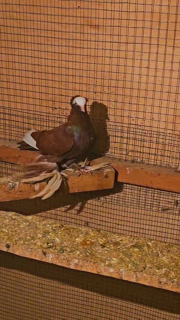 qoyun satisi tap.az: Erkey — 4