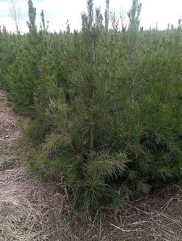 ucuz əşyalar: Şam (pine) tingləri – iynəyarpaq landşaft ağacı - Növ: Şam ağacı — 3