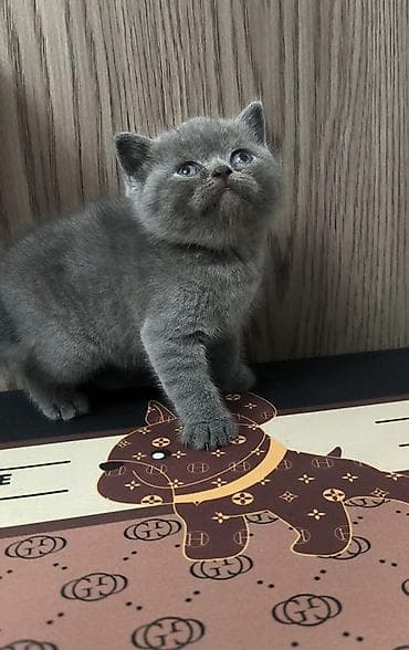 itlər bala: Şotland yastı qulaq, Dişi — 5