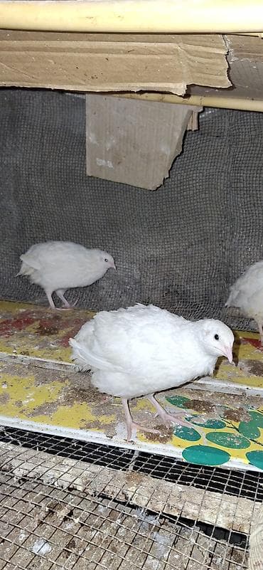 heyvan per page 40: Texas Bildirçinləri biri 3 azn.8fərə 3 xoruz — 2