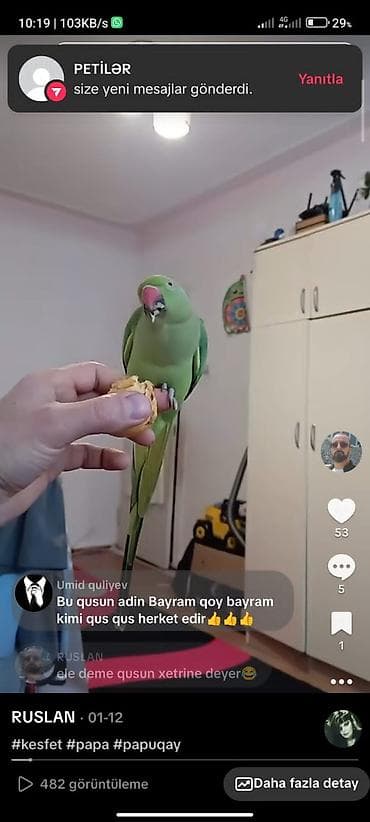 Yaşıl tayqa/halqali papağan (Ringneck) – əhliləşdirilmiş, əl üzərində lalafo.az -da Yaşıl tayqa/halqali papağan (Ringneck) – əhliləşdirilmiş, əl üzərində