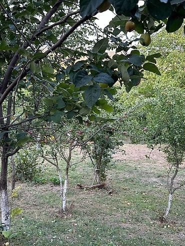 sabranda: 22 sot, Tikinti, Mülkiyyətçi, Kupça (Çıxarış) — 1