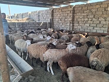 qoyun: - Cins: yerli quyruqlu (yağlı quyruq) - Tip: ana qoyunlar da var — 2