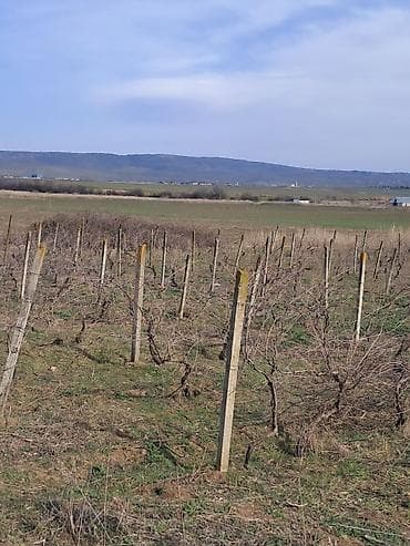 1 hektar nece sotdur: Kənd təsərrüfatı — 1