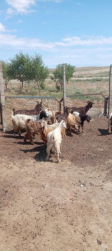 dağ sıçanı: Salam citdi alıcılar zeng etsin razılaşag — 2