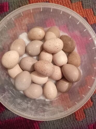 купить хамелеона в баку: Çin bildirçini yumurtası 1 manat və aylq cücələri 20 manat real — 1