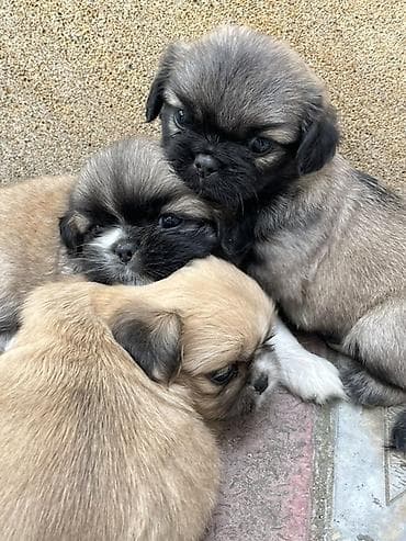 həyət itləri: Pekines — 1