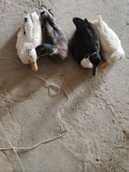 продажа домашних животных: Ordekler satilir — 2