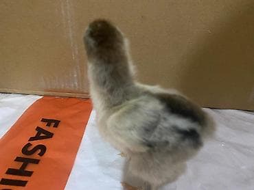 hamster satis: Toyuq cücələri, Ətlik — 5