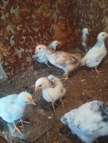 heyrati cuce: Toyuq cücələri, Ətlik, Pulsuz çatdırılma — 7