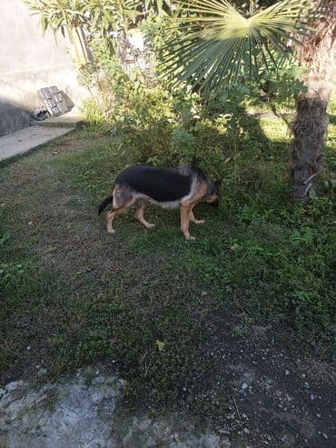 su meymunu: Alman çoban iti, 1 il, Dişi, Peyvəndli, Ünvandan götürmə — 2