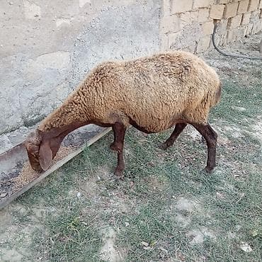 mal inək: Boğaz qoyun 4ayna yetrə yetirdi hər il əkiz doğur — 5