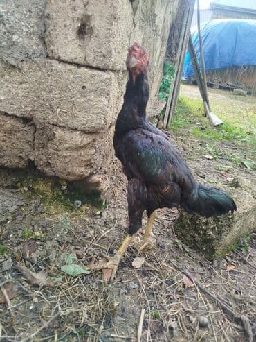 amerikan bronz hinduşka: Xoruz, il: <1 — 1