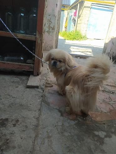 balaca itler: Pekines — 6