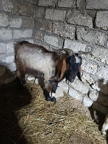 halep kecisi: Hələb təkə qizgindir — 2