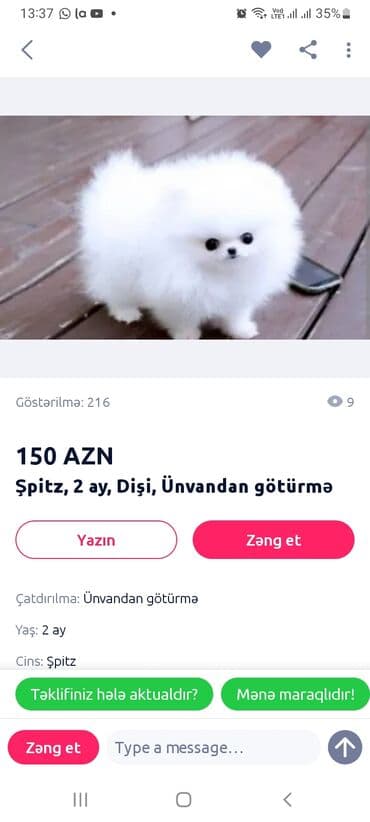 Şpitz, 2 ay, Dişi