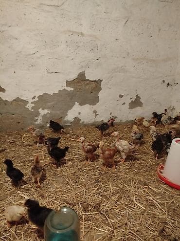 yeher satisi: 1 aylıq super seçmə boynu yoluğ kənd cücələri satılır, hamısı boynu — 1