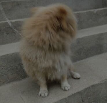 coban itləri: Şpitz, 8 ay — 3
