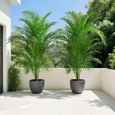 dekarativ guller: 🌸 İstədiyiniz dibçəyi, istədiyiniz ölçüdə yığırıq! 🏡 Evlər, ofislər — 13