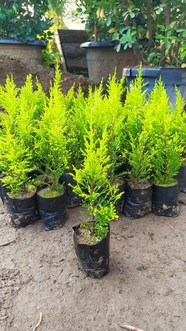 ucuz ikinci el: Limonni yolka şitili sifariş üçün əlaqə saxlaya bilərsiz whatsapp — 1