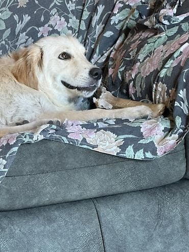 Retriever, 7 ay, Erkek, Peyvəndli