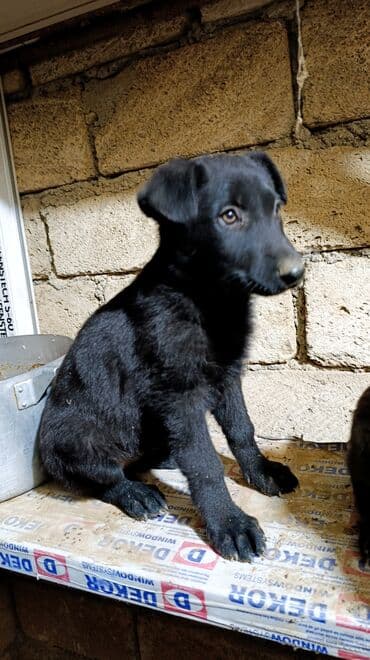 немецкая овчарка цена в баку: Немецкая овчарка, 2 месяца, Самка, С прививками, Самовывоз — 3