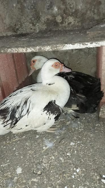 2 dene qırt yerli lal ördək altına yumurta qoyan kimi qırt yatacaq lalafo.az -da 2 dene qırt yerli lal ördək altına yumurta qoyan kimi qırt yatacaq