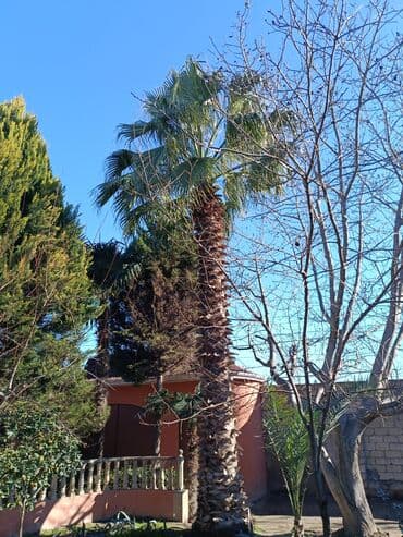 Təcili əlim yandı satılır.Tropik görünüşlü iri xurma/palma ağacı