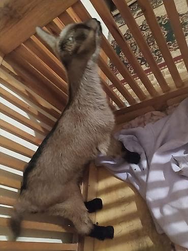 ari satilir: Salam alpin oberhas çəpişi satılır iki günlükdur çəpiş saray dadır - — 1