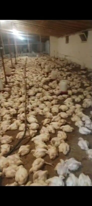 cücə ferması: Toyuq cücələri, Ətlik — 1