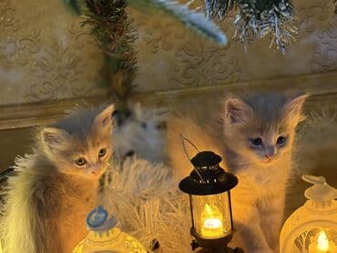 Mercedes-Benz: Erkək, Dişi, Yaxşı əllərə, Ünvandan götürmə — 3