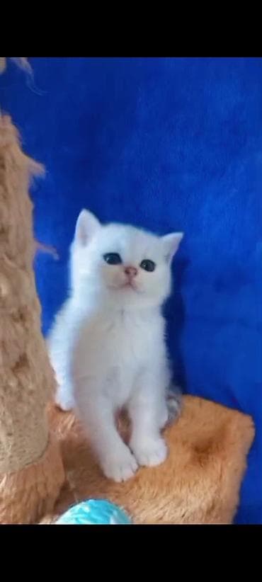 van pişik: Britan — 3