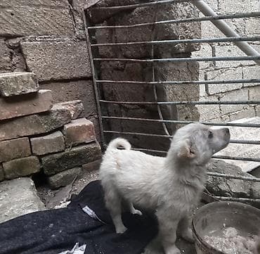 pitbul balaları: Zvonok, 1 il, Dişi, Peyvəndli, Ünvandan götürmə — 1