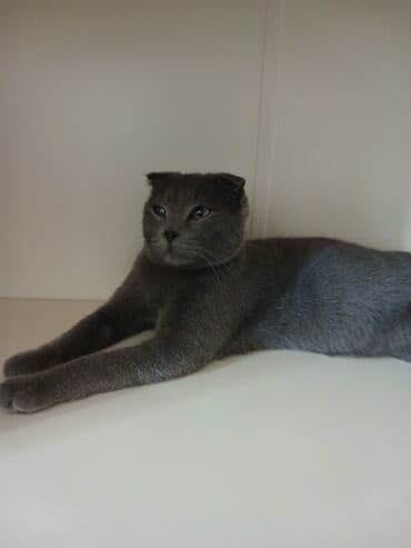 Кошки: Шотладская вислоухая — 1